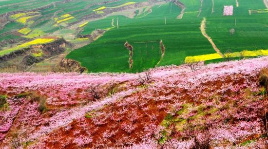 铜川王莽生态农业观光园万亩桃花园