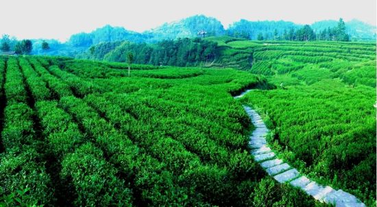 汉中宁强玉皇观茶园