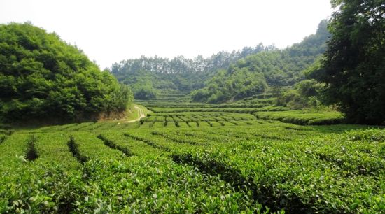 汉中南郑秧田坝茶园