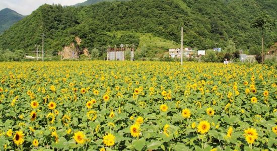 汉中市留坝县河口村向日葵花海